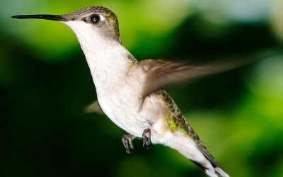 Hummingbird, el colibrí de Google